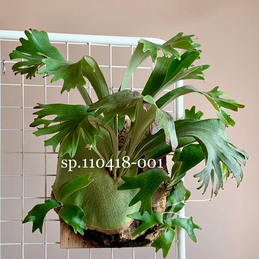 OC子株 sp.110418-001 pup ビカクシダ コウモリラン n4 - メルカリ