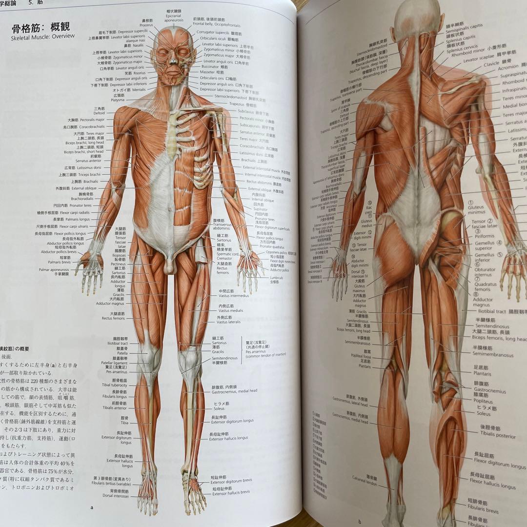 プロメテウス解剖学アトラス 解剖学総論/運動器系 - メルカリ