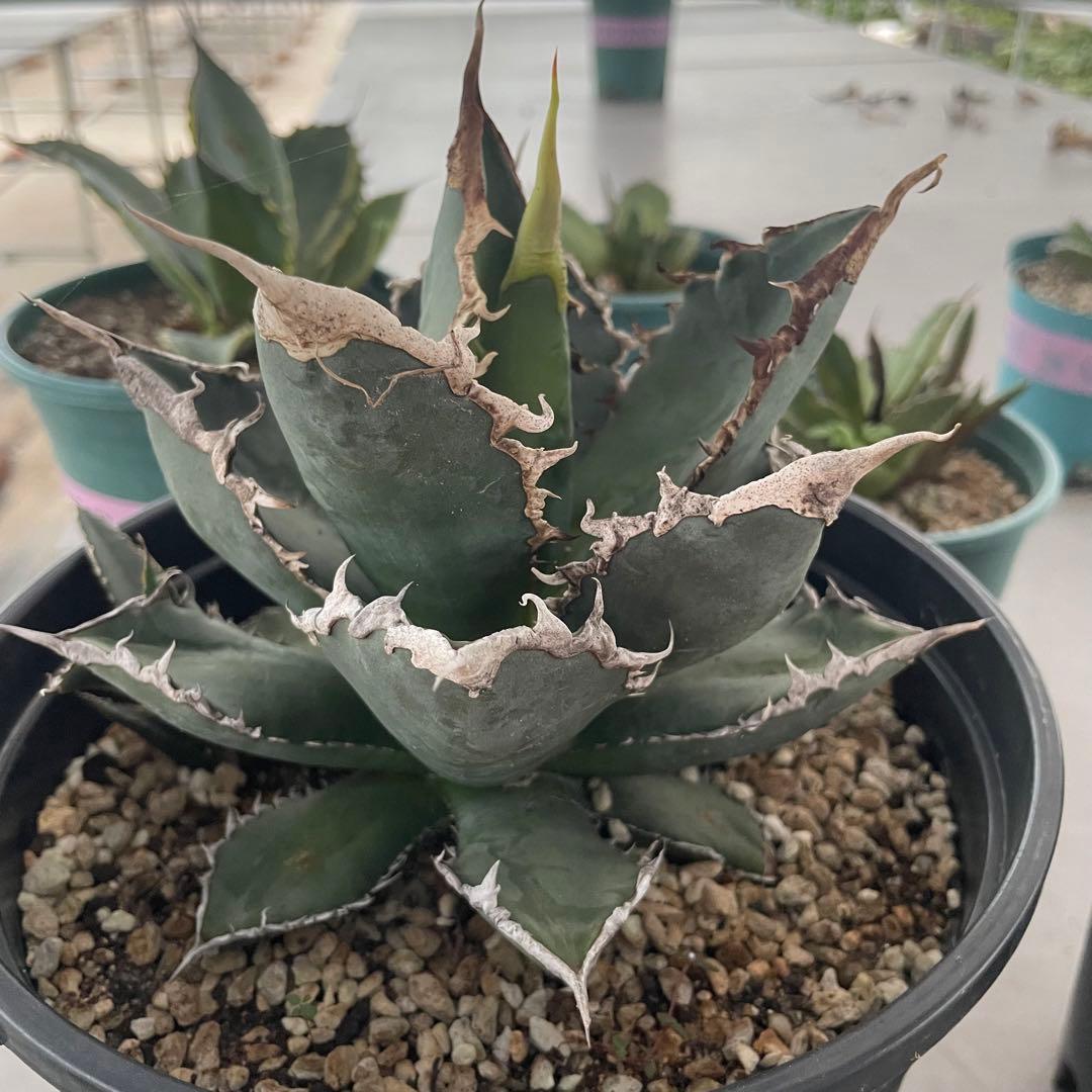 多肉植物アガベ チタノタ 狼人 極上大株 子株付 - メルカリ