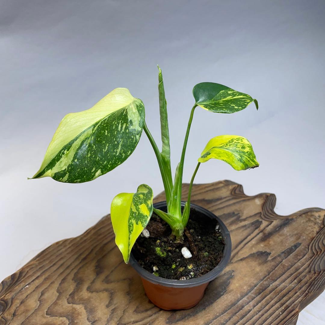 q28 品種保証 【希少】モンステラ・キング エレクトロライト - メルカリ