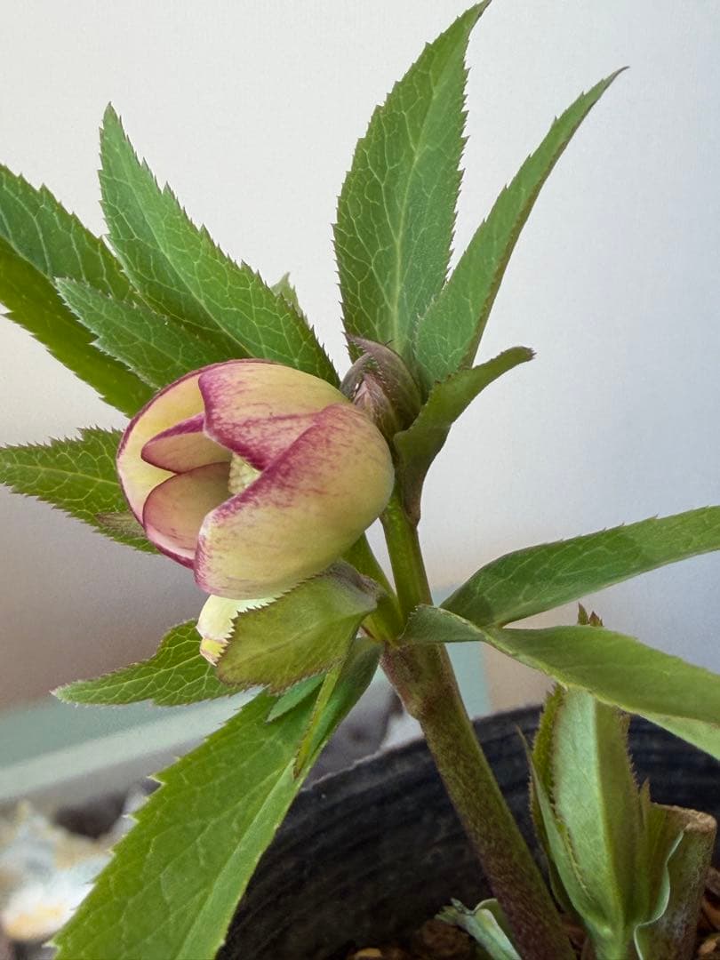 【横山園芸】クリスマスローズ ベビードール（プチドール）《1/10》ピコティ