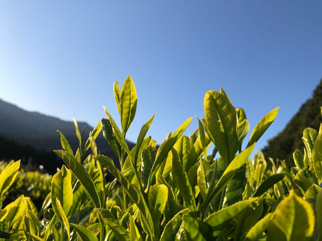 BTS様専用 無農薬栽培の粉末緑茶 100g×10個 健康長寿の