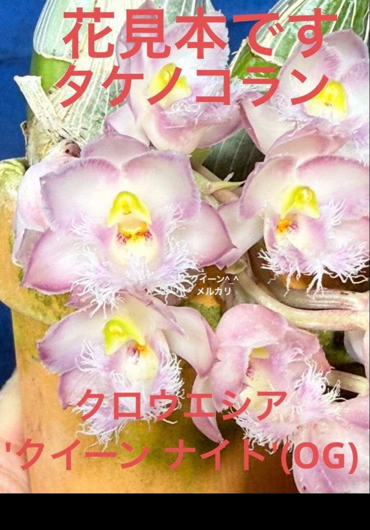 103 タケノコラン Clowesia 'Queen knight'(OG) - メルカリ