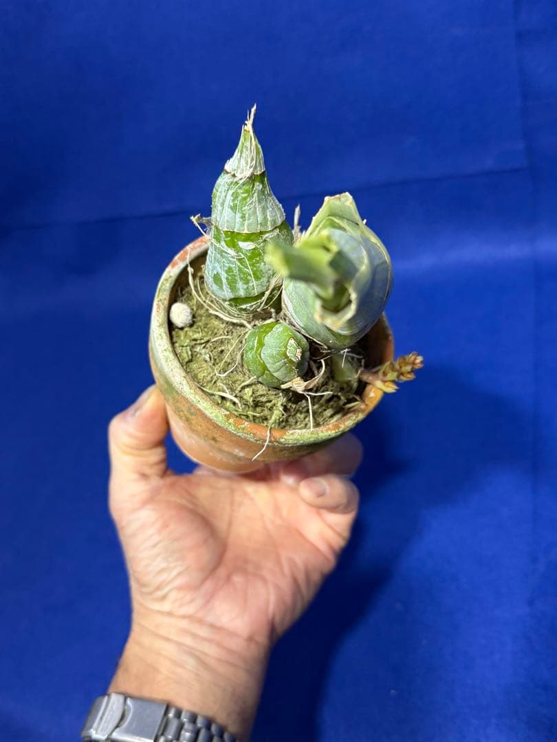 103 タケノコラン Clowesia 'Queen knight'(OG) - メルカリ