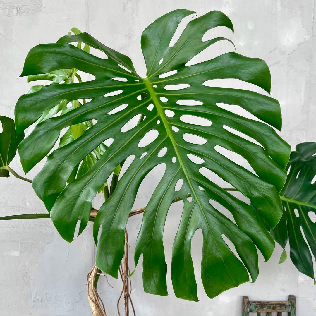 超特大 根上がり モンステラ 11号 グラスファイバー陶器鉢 植え込み