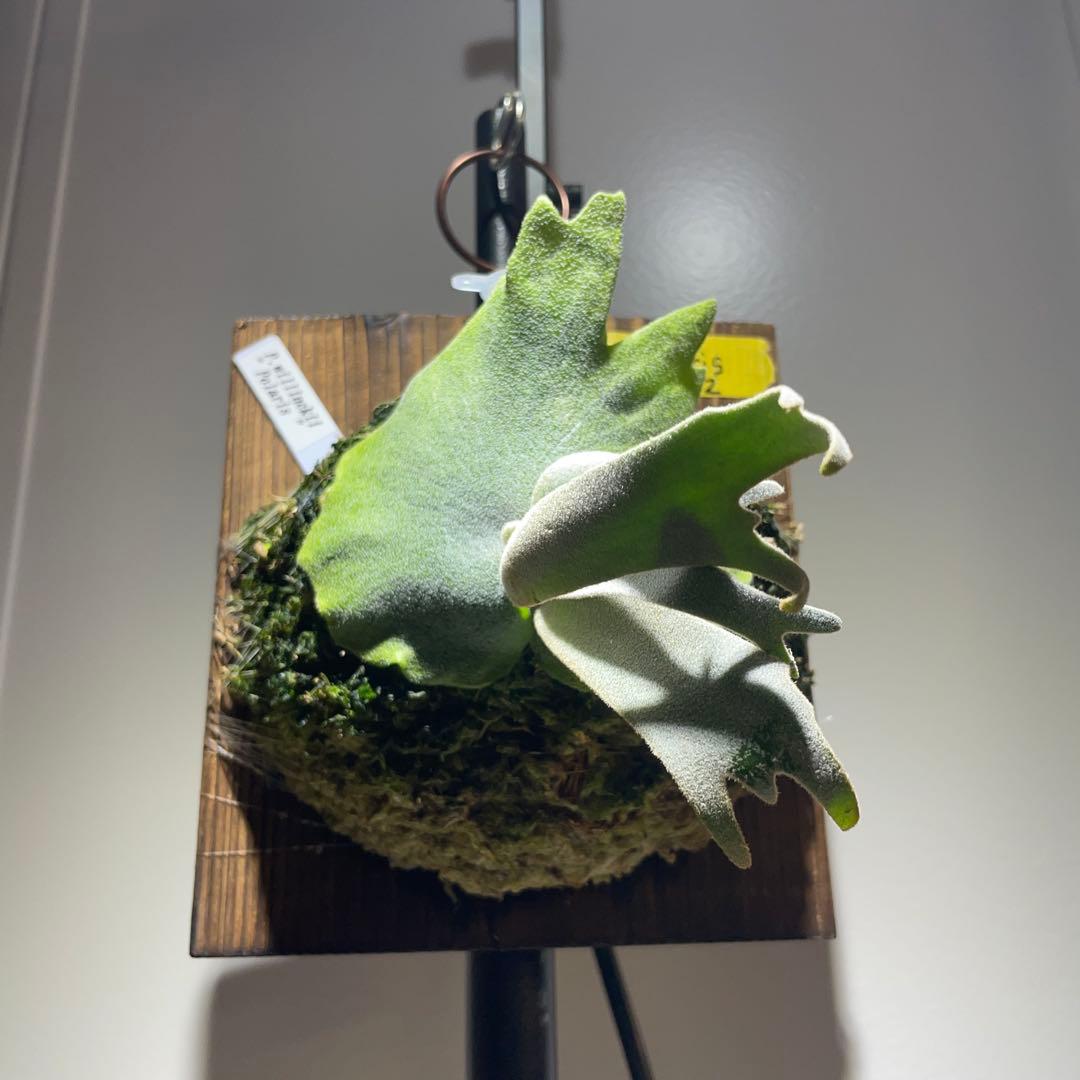 ビカクシダ P.willinckii Polaris ポラリス 子株 #2 - メルカリ