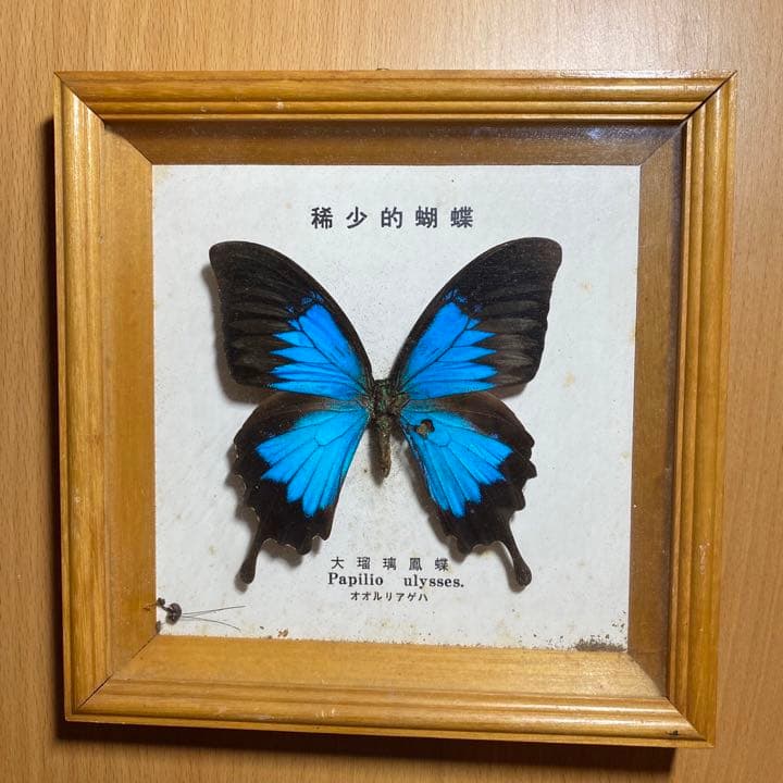 オオルリアゲハ 訳アリ標本 - メルカリ
