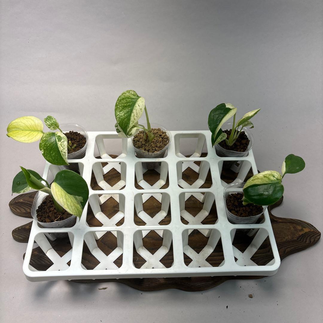 あ*り様 5株セットms08【特別選抜】ホワイトモンスター／天津蘭 モンステラ斑 天津ラン・モンステラデリシオーサホワイトモンスター ( Monstera