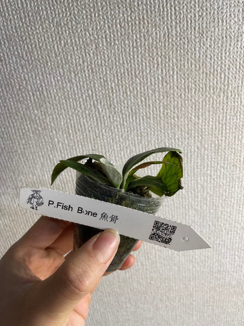 T*x様 ビカクシダ　フィッシュボーン ビカクシダ フィッシュボーン | GREEN LUCK