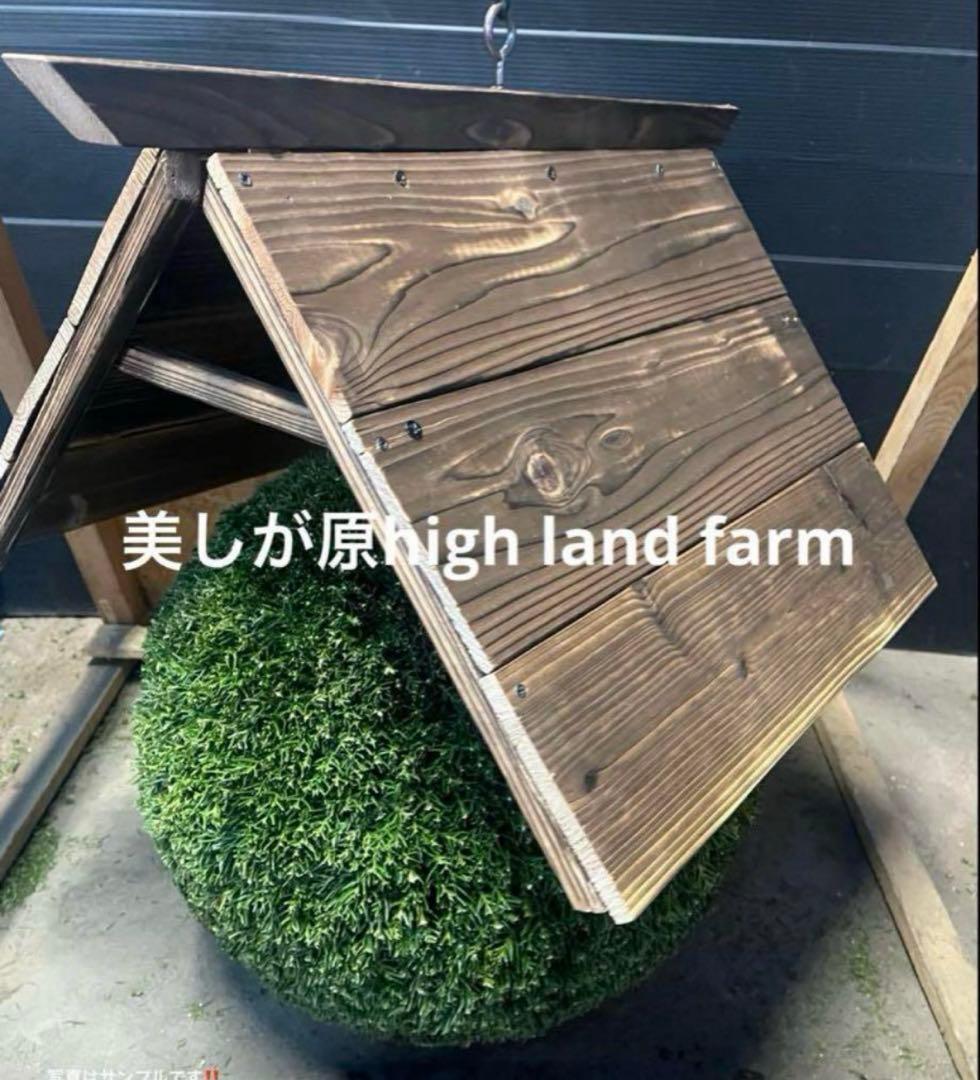 杉玉　約３０センチ‼️縁起物　丸くて幸せ　家族円満♪ 鮨 酒 肴 杉玉 お初天神 大阪(お初天神/居酒屋)＜ネット予約可