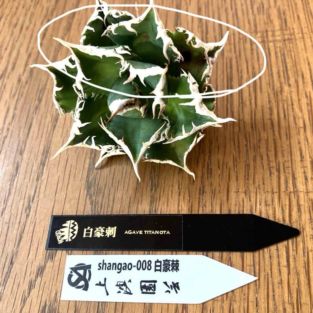 オークション】13 ラスト1株 優秀 アガべ 白豪刺 白豪棘 TC 訳あり