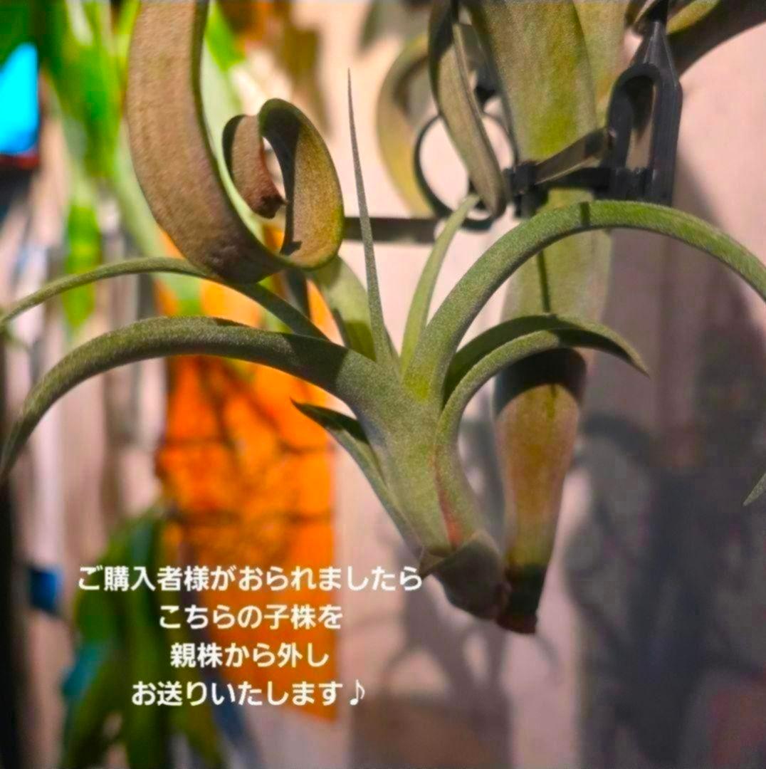 珍品！親株はヴィヴィパラ 希少 チランジア エアープランツ【カーリー