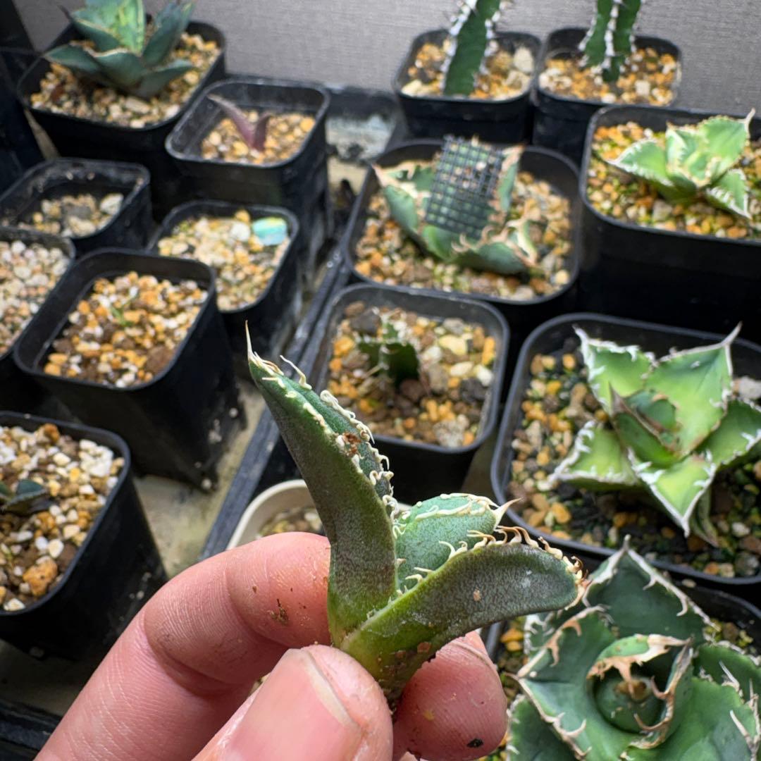 K*U様 アガベ 大白鯊 oc子株 - メルカリ