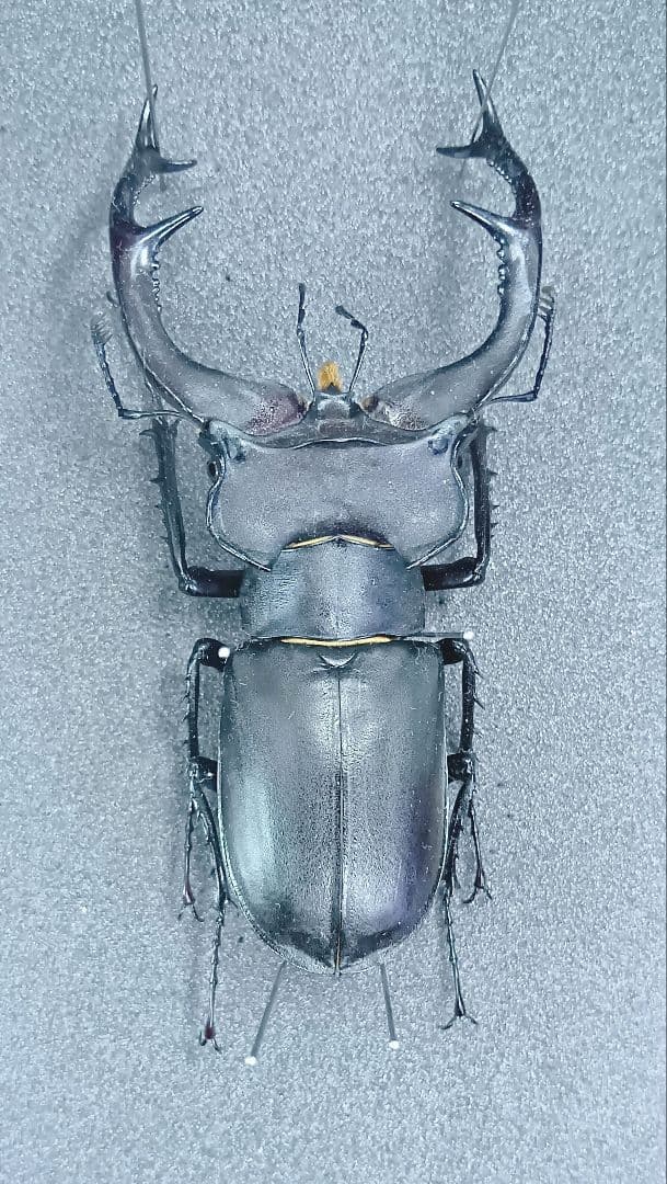 ※大型　ユダイクス♂野外標本 日立建機 ZX300-6（油圧ショベル(ユンボ)）のカタログ・スペック・基本