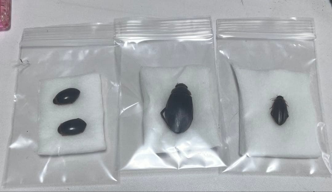 NKNさま　専用　ゲンモ、カラフトマルガタ、エゾヒラタヒメ　セット カラビナフック対応ハンマー KFS－09 – GREEN CROSS-select 工事