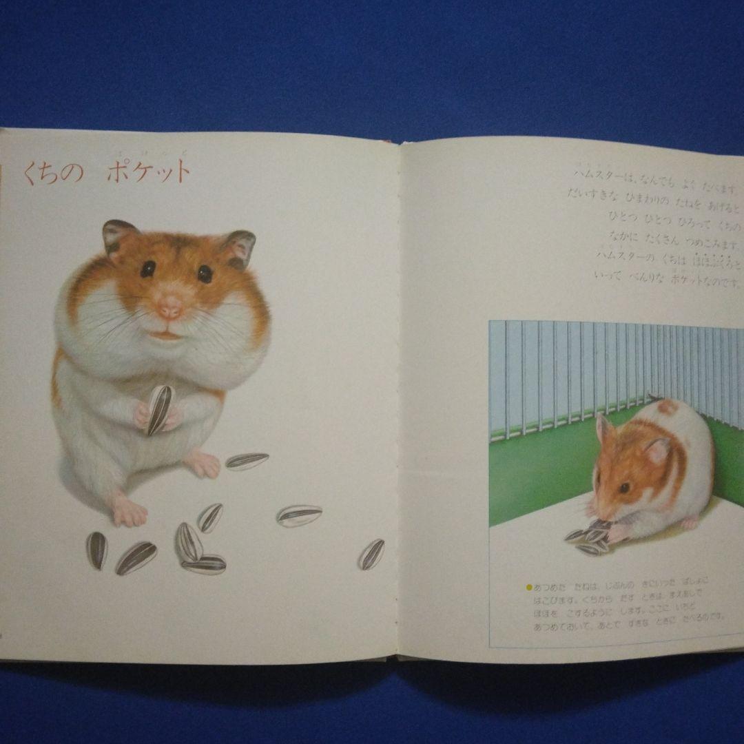 かがくのとも ビッグサイエンス キンダーブックしぜん ハムスターの