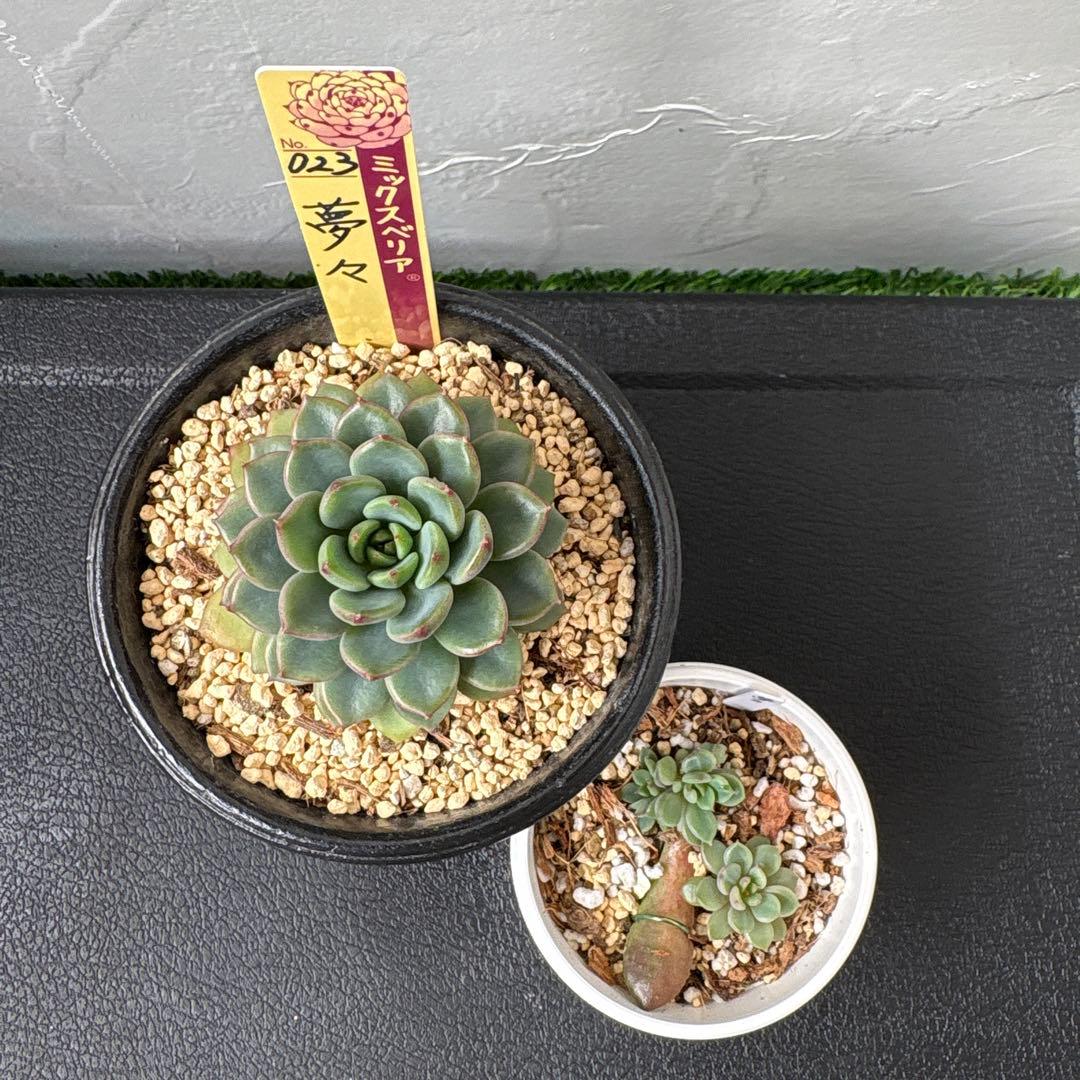 まつ　おまとめ