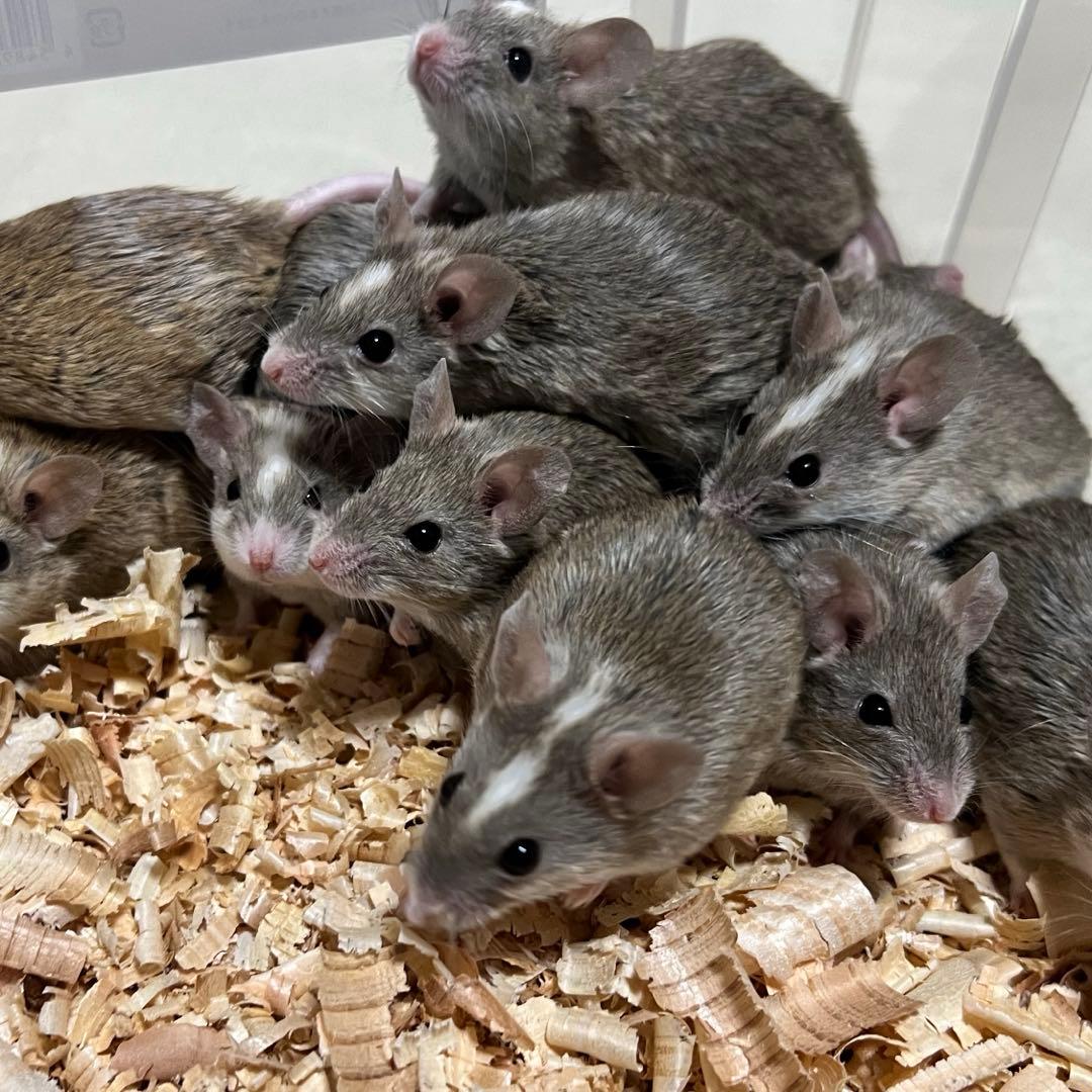 冷凍ヤワゲネズミ20匹 約40～49g送料無料 - メルカリ