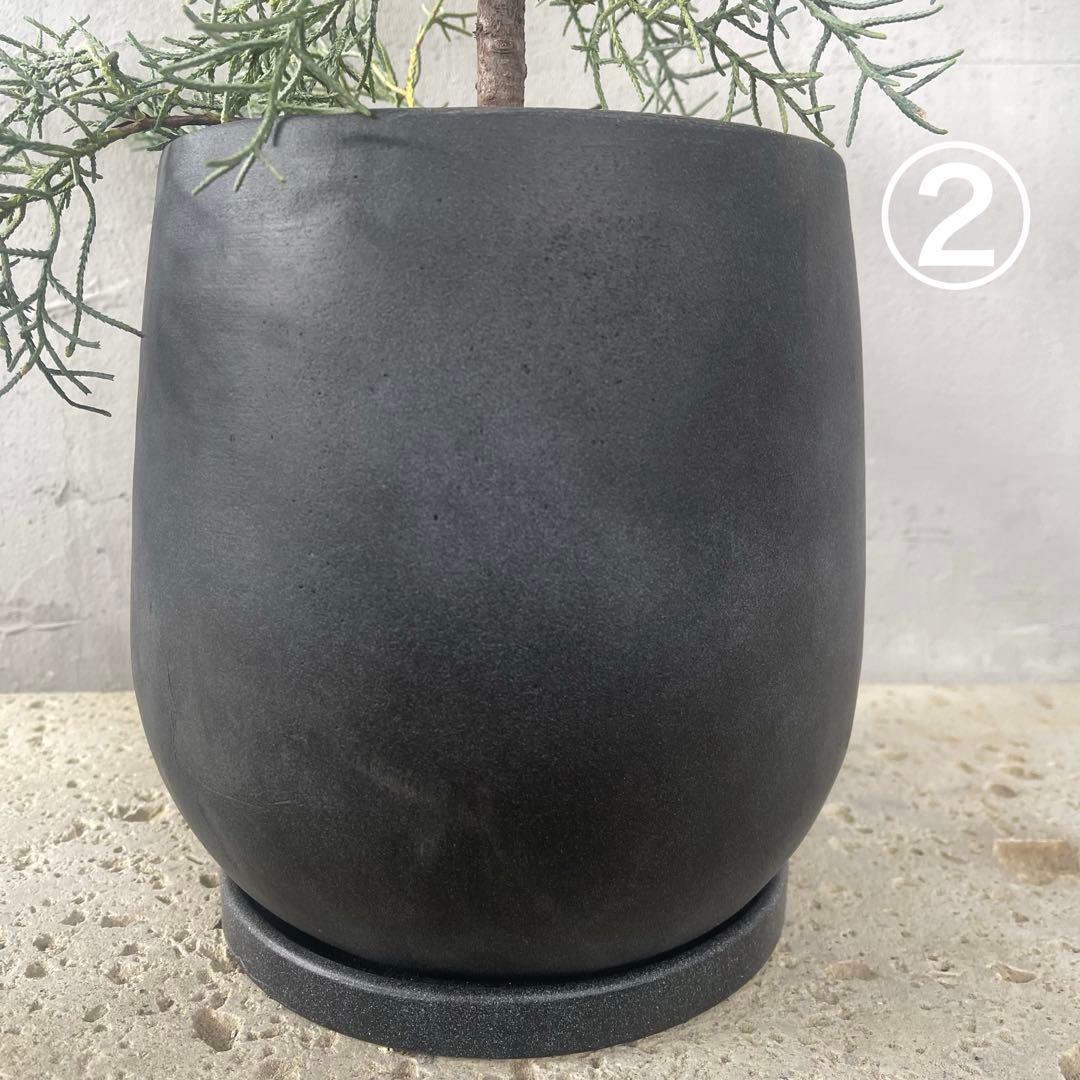 ハリー様専用 大型 フランスゴムの木 螺旋仕立て 陶器鉢 植え込み発送