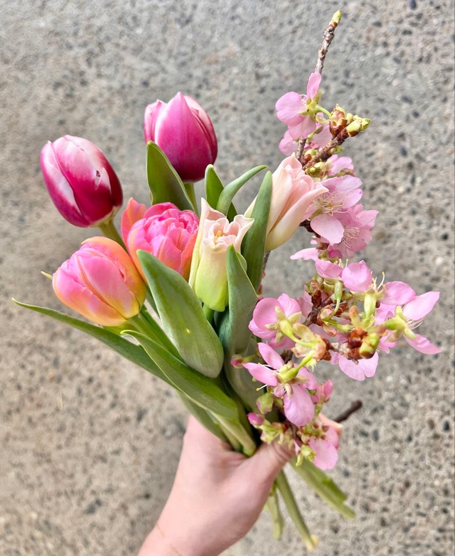 チューリップ6本と河津桜の切花セット 生花 ネコポス - メルカリ