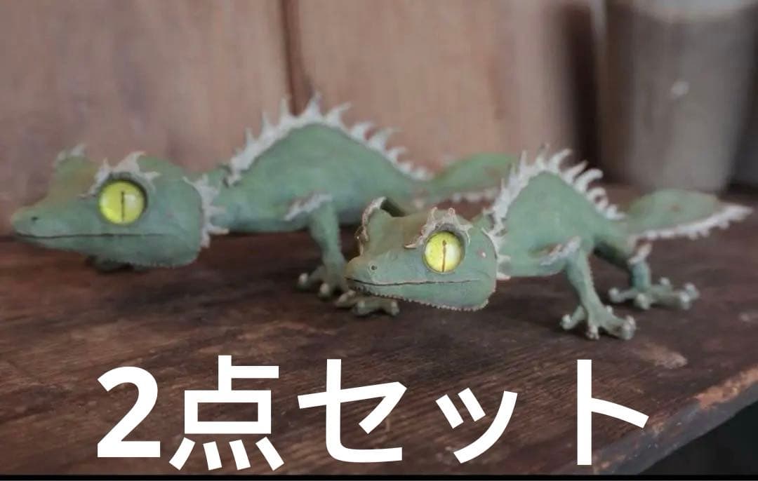 owzrt オズワートGecko Oteroi Satanic Agaveセット - メルカリ