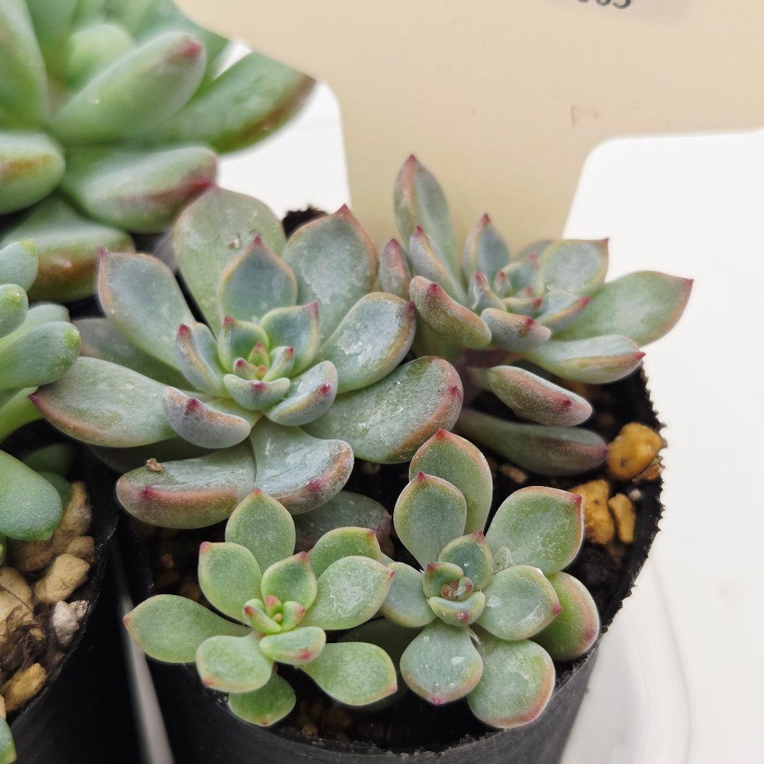 ⑧姫花火❣️コルリ❣️花小町❣️発根済!つぶつぶ屋さん ネコポス送料