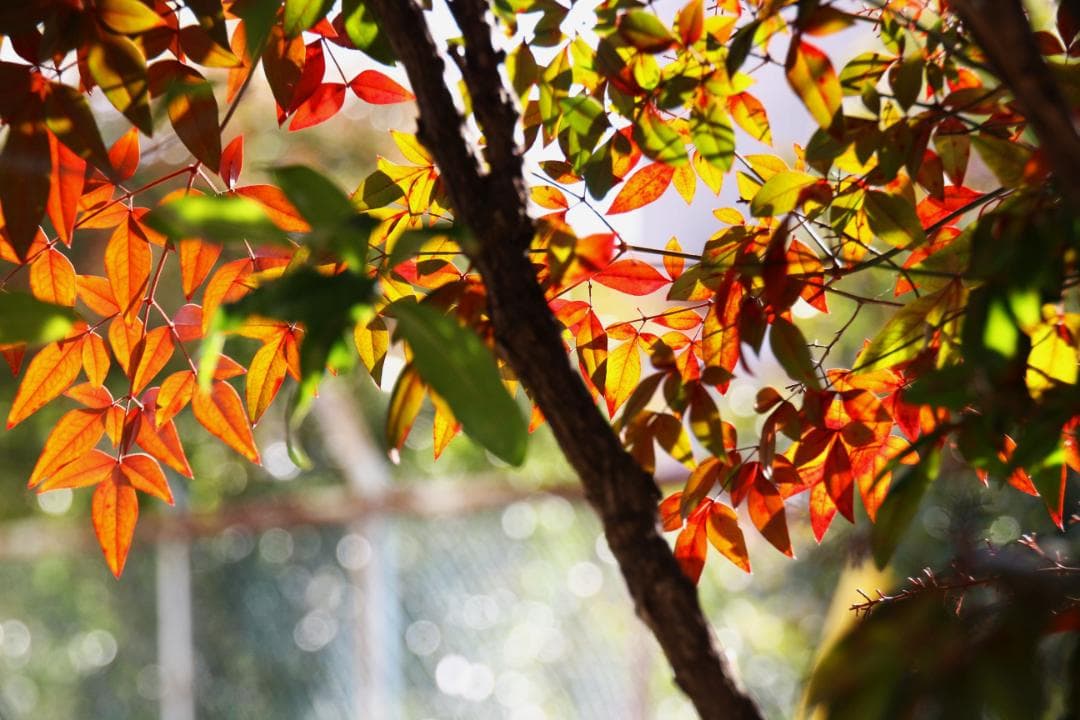 カ*ズ様 TAMRON 18-270mm F/3.5-6.3 Di II VC