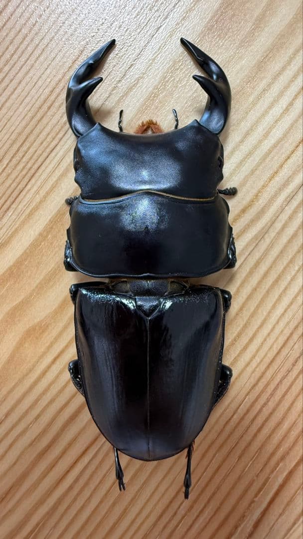 グランディスオオクワガタ　８８．２mmペア グランディスオオクワガタペア② 送料無料 | ゾエチャンネル