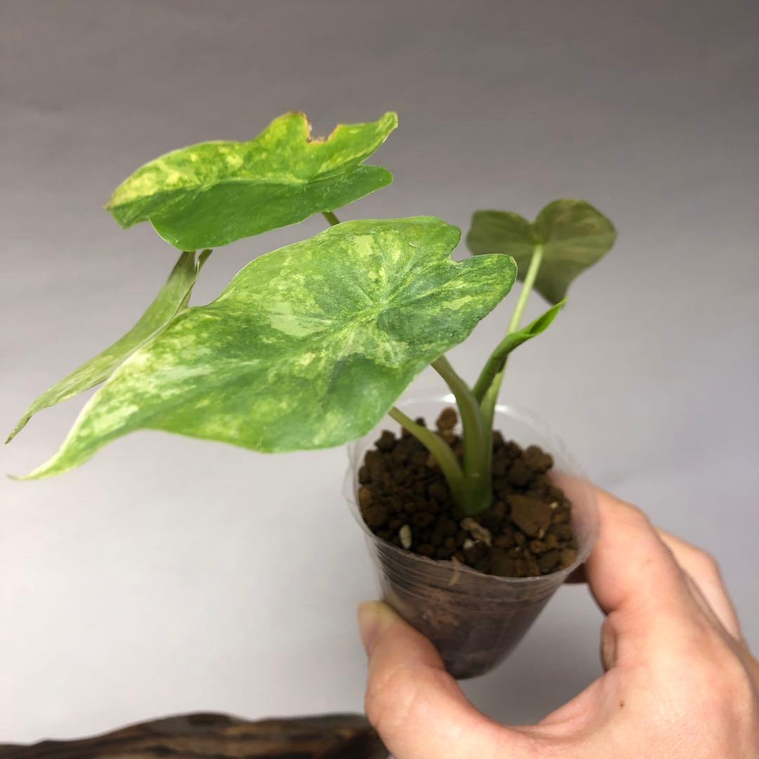 MS17 5株セットアロカシア・ドラゴンスケール・ミント・バリエガータ