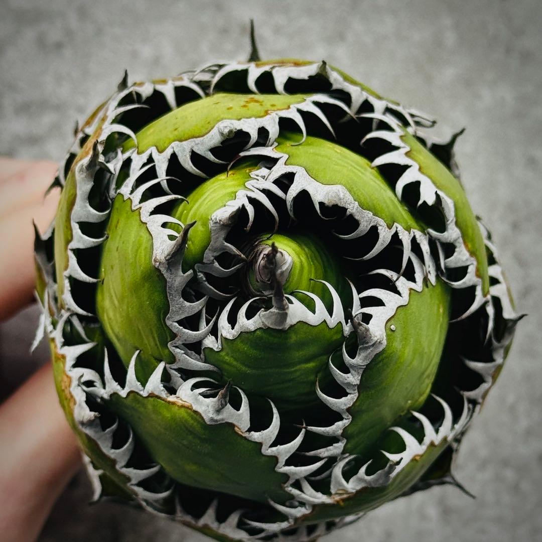 o*e様 多肉植物・アガベ・ホリダ “horrida” ・極上強棘/狂刺/激レア