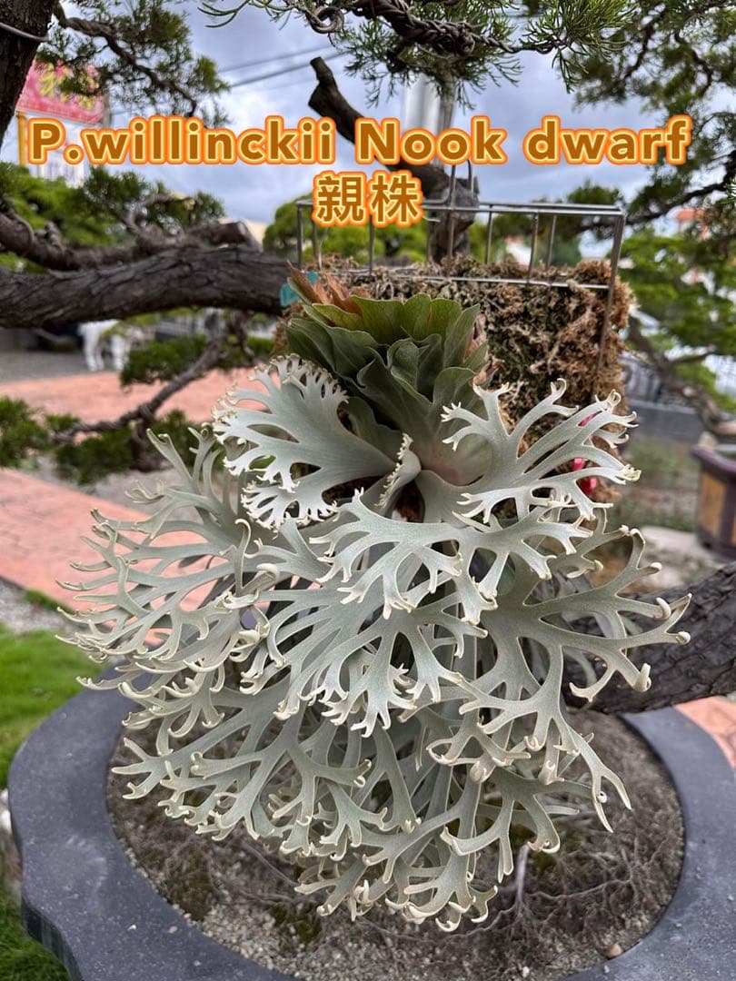 ビカクシダ P.willinckii Nook dwarf spore # - メルカリ