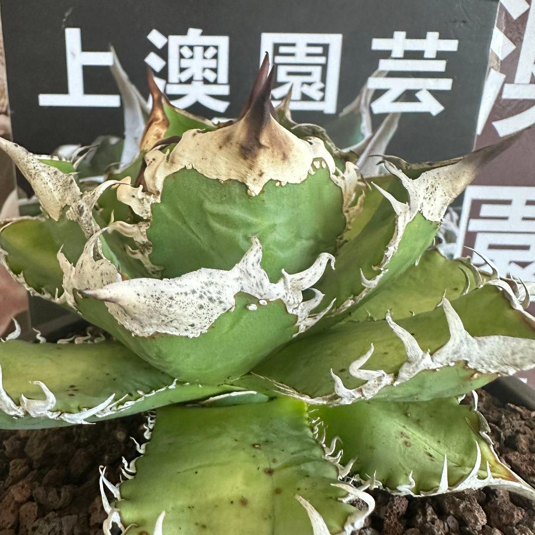 海*祐様 531【上澳園芸 アガベ チタノタ shangao-011 月蝕 優良 - メルカリ