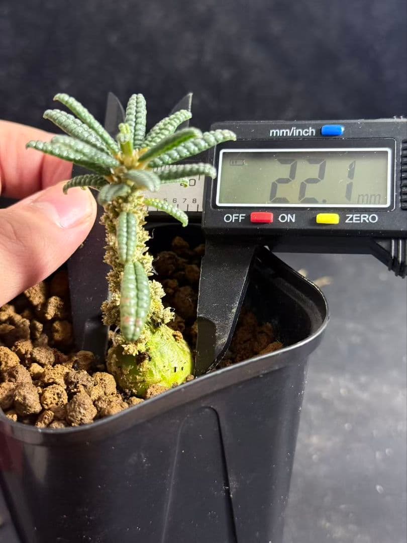 ドルステニア・ギガス ブルラタタイプ 実生株｜発根済み 鉢植え発送