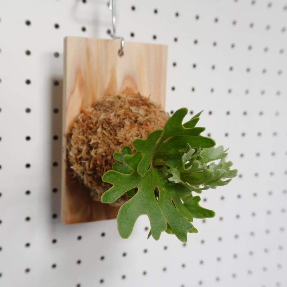 ビカクシダ リドレイ ドワーフ シルバー 板付 R-4