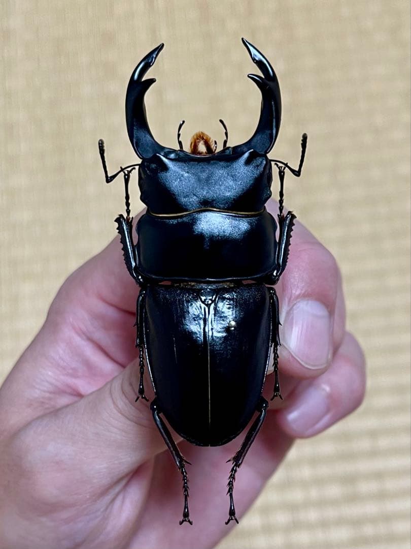 オオクワガタ特大78.6㎜　初令幼虫採集個体 DorcusNAVI | 【今年の種親 vol.3】 茨城県産の野生個体です。関東地方