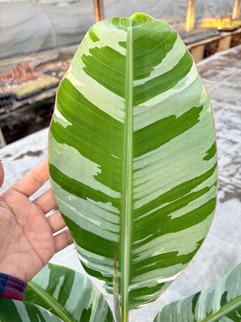 バナナ斑入り　アエアエ　美株　高さ80cm