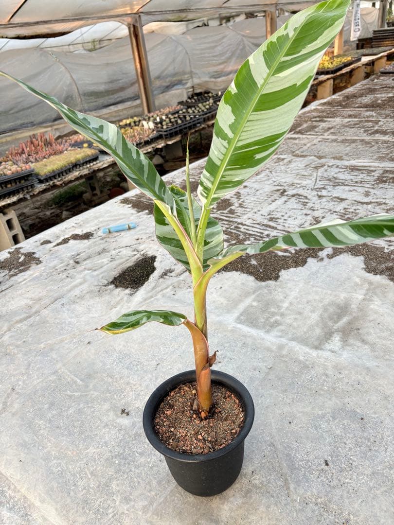 バナナ斑入り　アエアエ　美株　高さ80cm