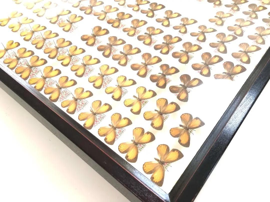 【ラスト1箱 チョウセンアカシジミ 115頭】蝶 標本 ドイツ箱 Tatsumi