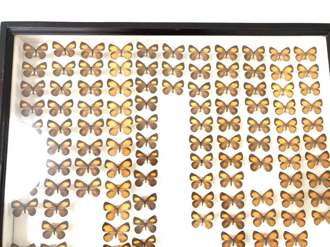 【ラスト1箱 チョウセンアカシジミ 115頭】蝶 標本 ドイツ箱 Tatsumi
