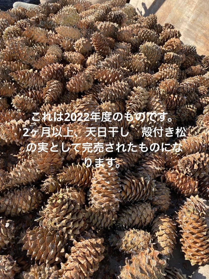 北海道十勝朝鮮五葉松 松ぼっくり&殻付き松の実 - メルカリ