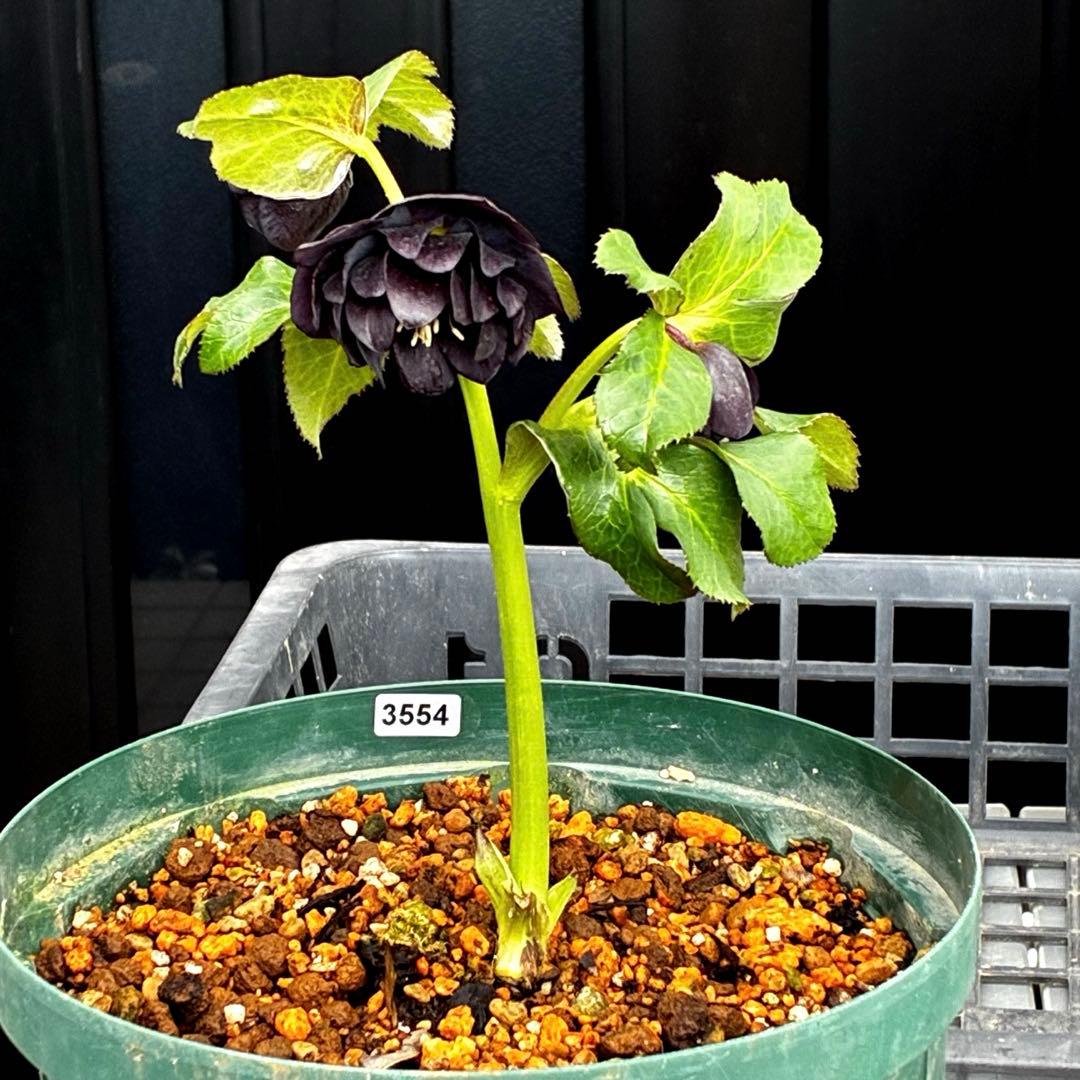 ま*こ様 3554☘️ラスト2☘️蕾花付☘️親株☘️特大7号⭐️黒タグ付(入手時