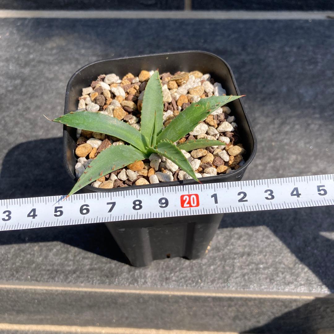 アガベ マッケルベヤナ 鉢ごと発送 - メルカリ