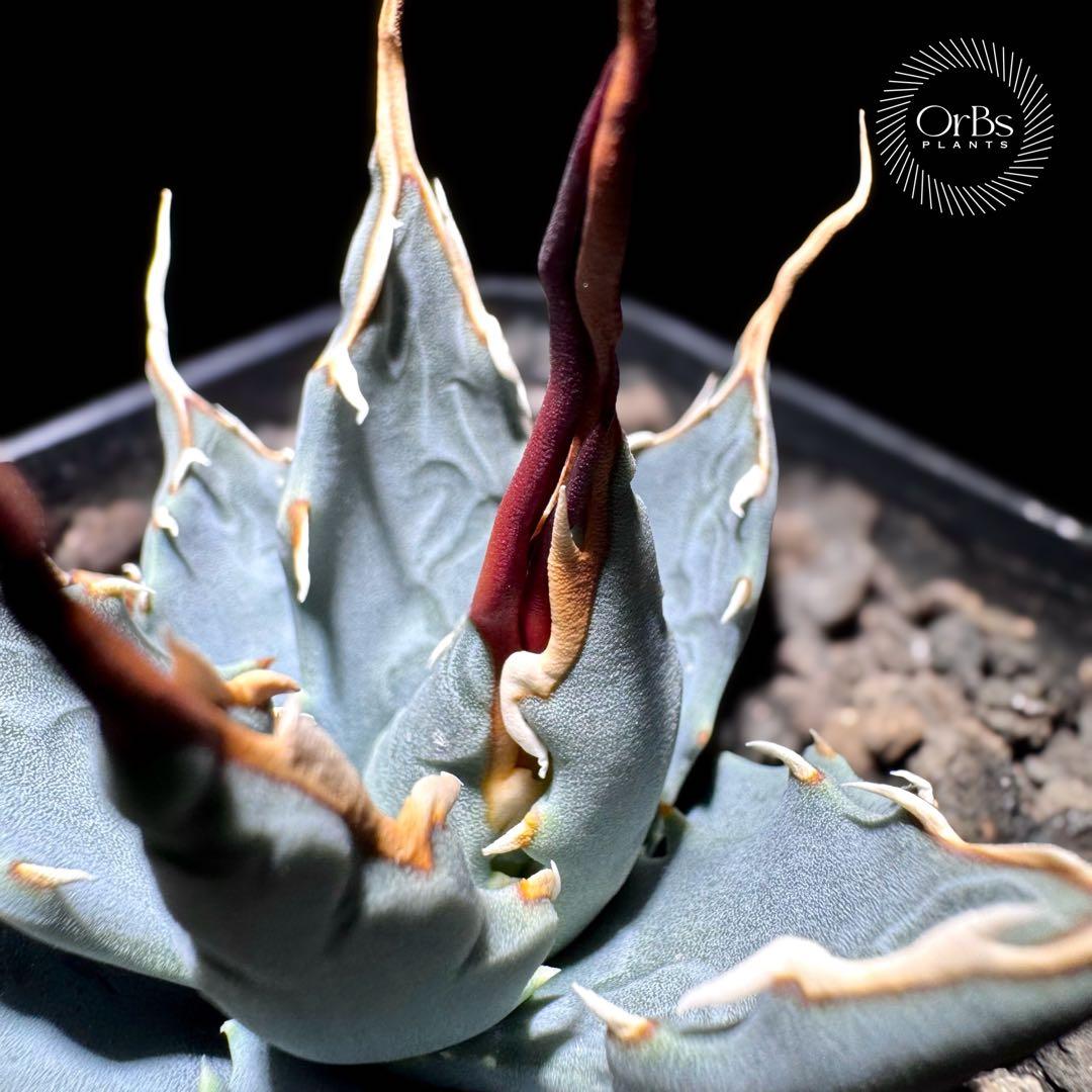 実生】アガベ ユタエンシス エボリスピナ コークスクリュー 美形 微