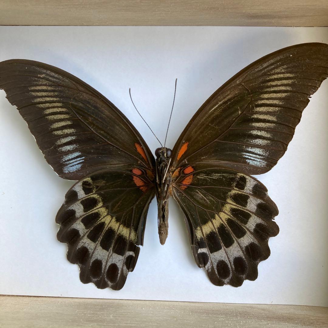 値下げ‼️｟蝶標本｠スリランカ産 テンジクアゲハ 1 ♂ - メルカリ