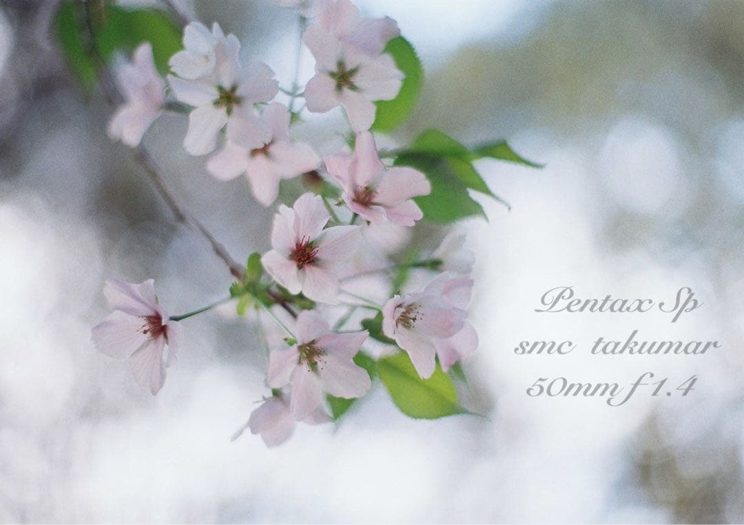 ☆完動品＊美品☆pentax sp☆smc f1.4☆初期保証＊作例必見 - メルカリ