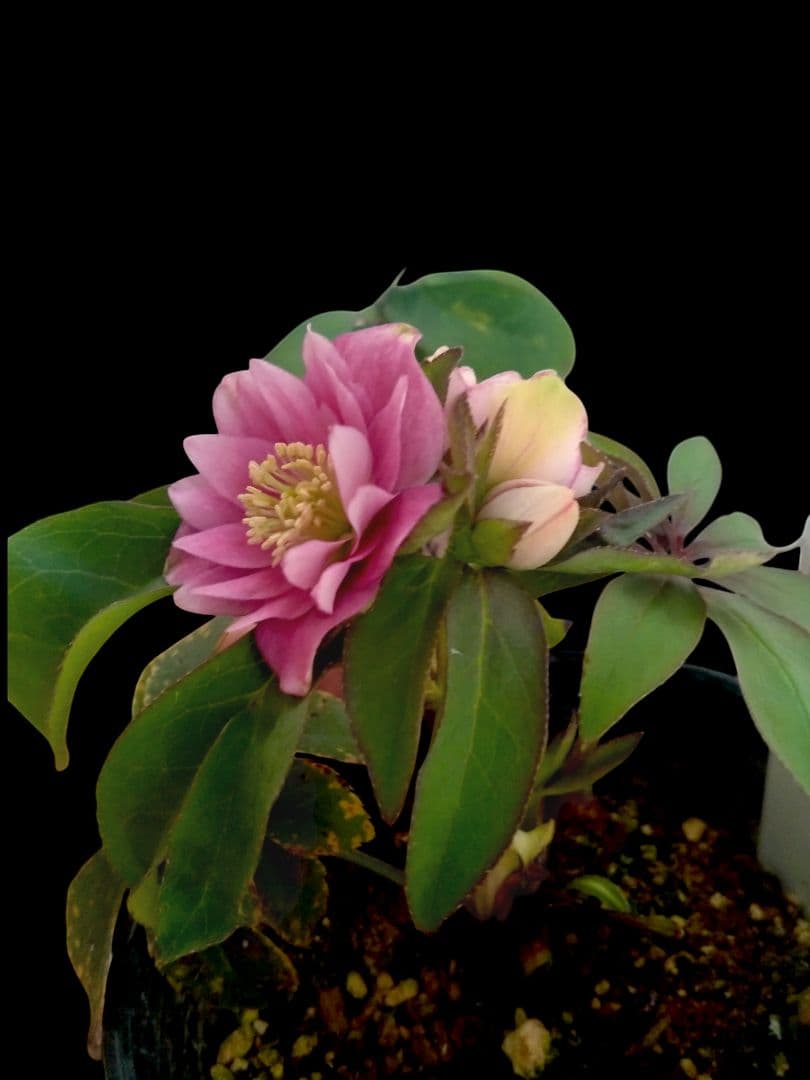 クリスマスローズ　ポーセリンdd　大木ナーセリー 大木ナーサリーさんフェア ポーセリン クリスマスローズ | 銀ちゃんが