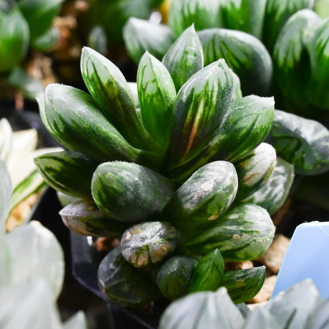 ハオルチア 黒葡萄錦 極上斑 - メルカリ