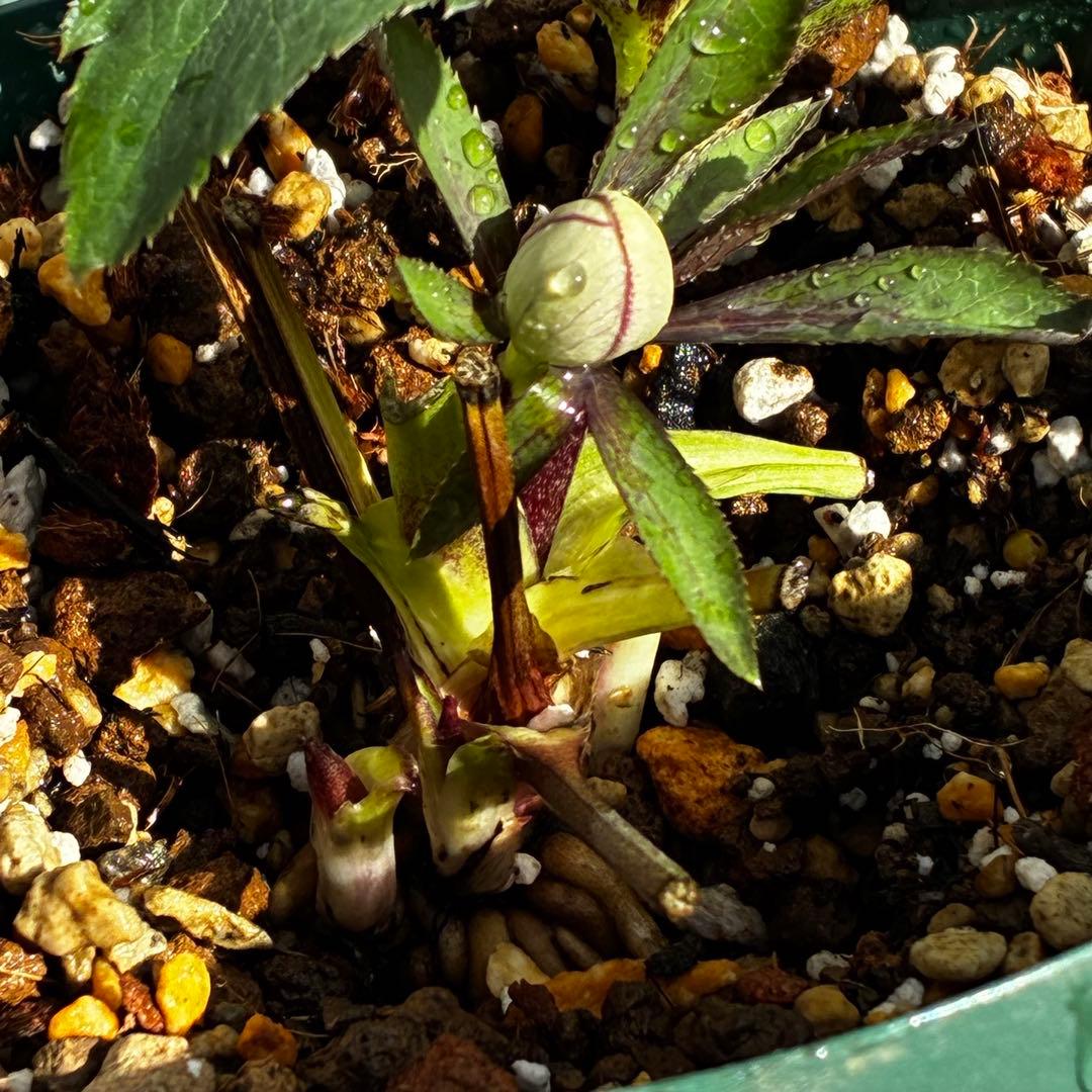 の*ん様 3493☘️蕾花タグ付き☘️超希少☘️筒型SD⭐️ポーセリン⭐️小輪⭐