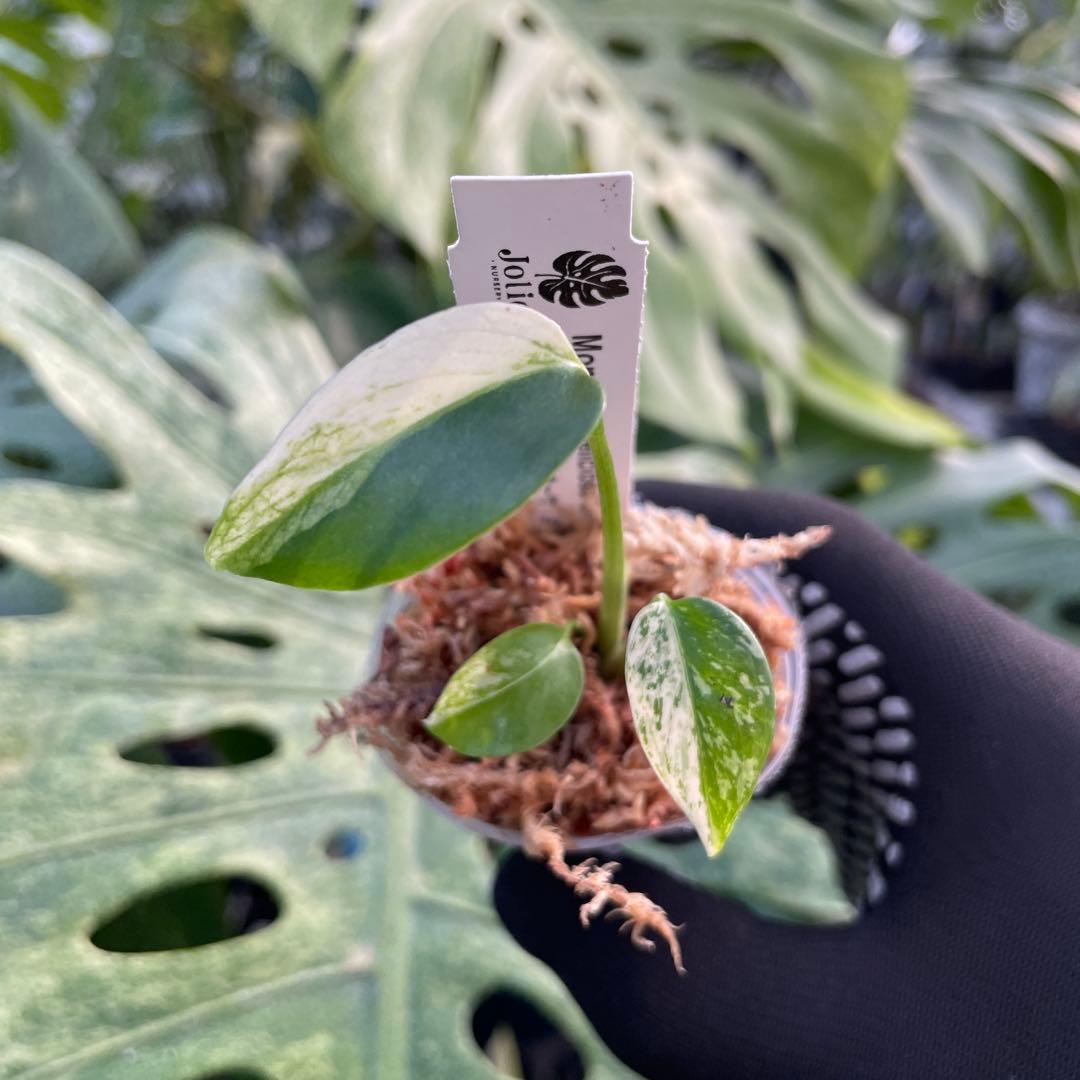 DM4モンステラ デリシオーサ ミント斑入り 2寸ポリポット ネコポス発送