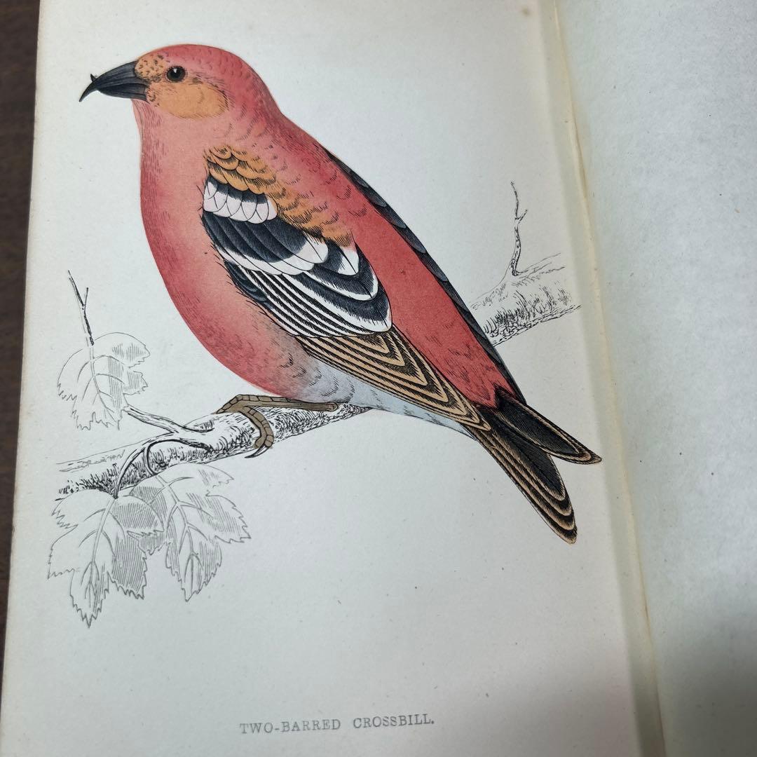 ア*リ様 ☆英国鳥類図鑑 モリス A History of British Bi - メルカリ